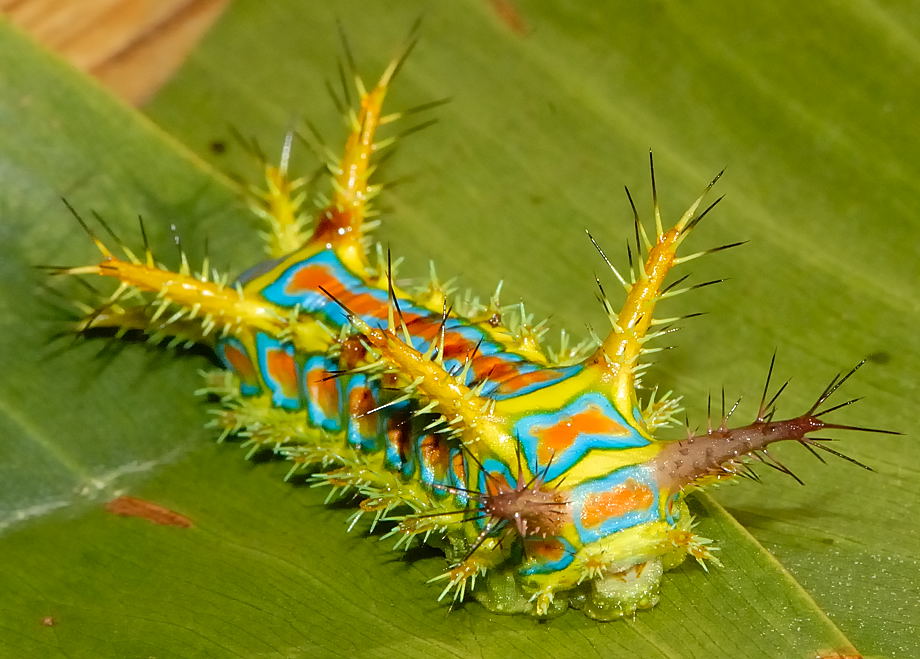 photo of exotic but real caterpillar