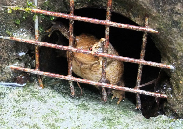 frog behind metal grate