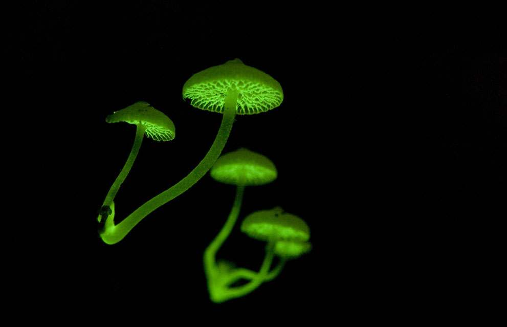 glowing mushrooms