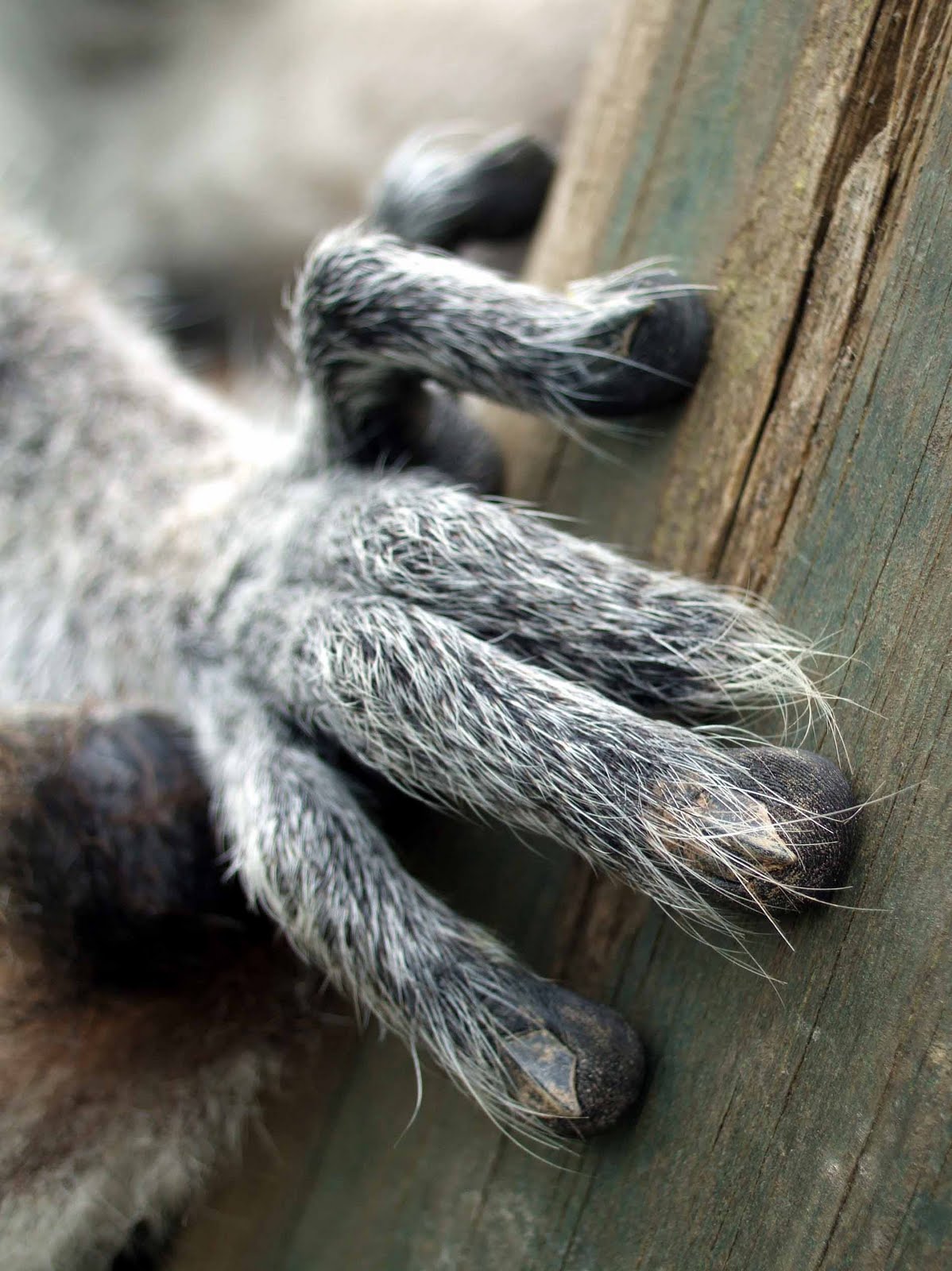 hairy lemur fingers
